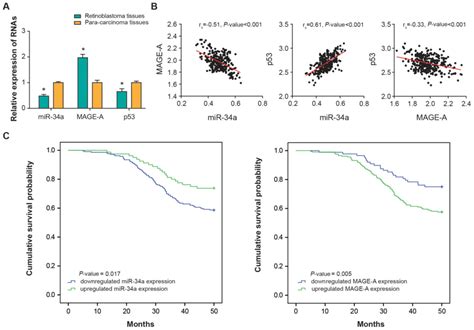 Mir A Regulates The Chemosensitivity Of Retinoblastoma Cells Via