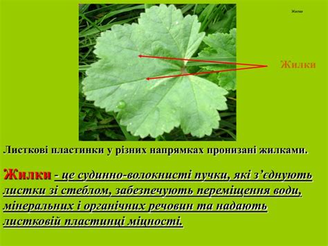 Презентація "Будова листка"