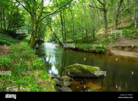 River Teign At Fingle Bridge Devon Stock Photo Alamy