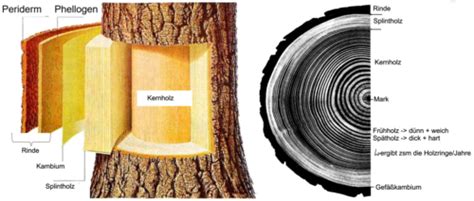 06 Material Holz Aufbau Und Eigenschaften Flashcards Quizlet