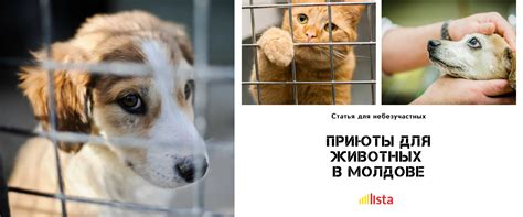 Приюты для Животных в Молдове - Там, Где Живет Душа | Приюты для ...