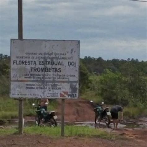 Floresta Estadual Do Trombetas State Forest Trumpets In Santarem