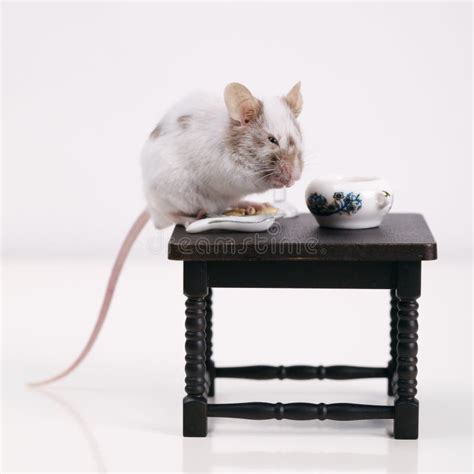 Closeup Small Mouse Stands On Hind Legs On White Stock Photo Image Of