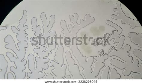 Volvox Structure Under Microscope Stock Photo 2238298045 | Shutterstock