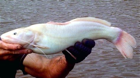 Jundi Albino Peixes De Aqu Rio Tamb M Conhecido Como Bagre Amarelo E