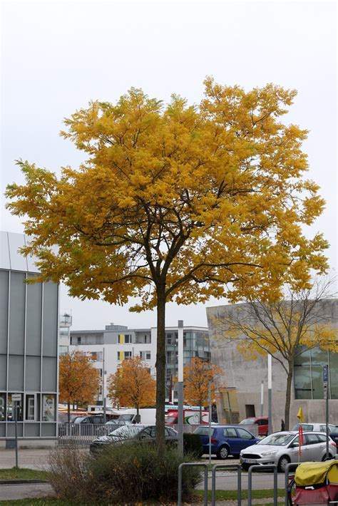 Leafs Of Freiburg IV Till Westermayer Flickr