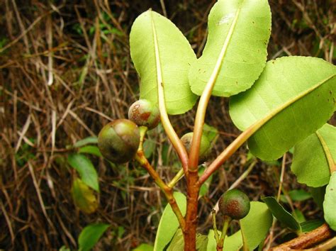 Prunus Africana Growwild