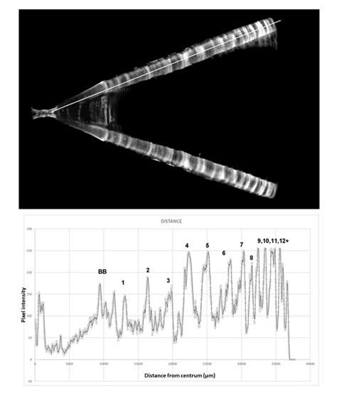 Intensity Plot Niwa