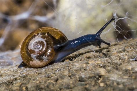 Free Images Nature Wildlife Fauna Invertebrate Close Up Mollusk