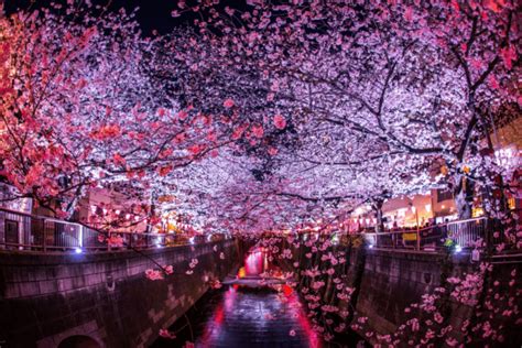 Top Five Best Japanese Cherry Blossom Spots! - TokyoTreat Blog