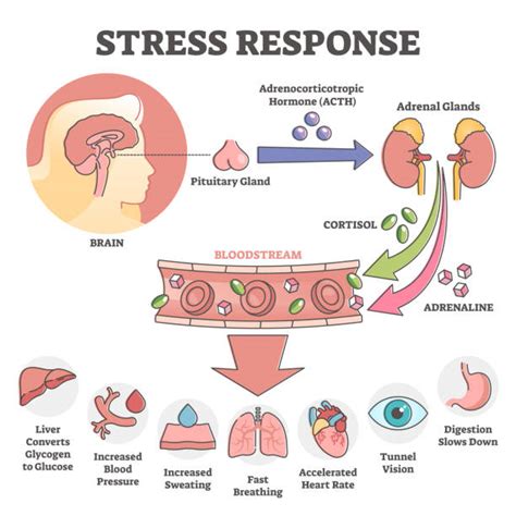 610 Cortisol Stock Illustrations Royalty Free Vector Graphics And Clip