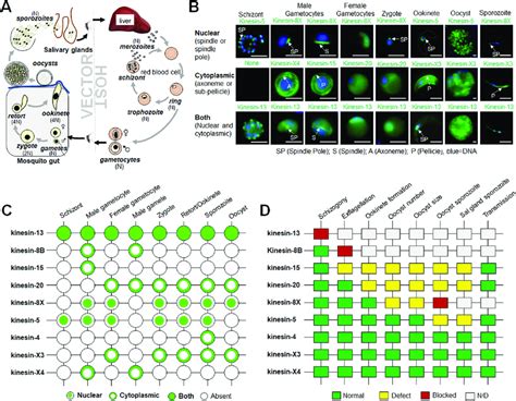 Subcellular Location And Function Of Kinesins At Various Stages Of The Download Scientific