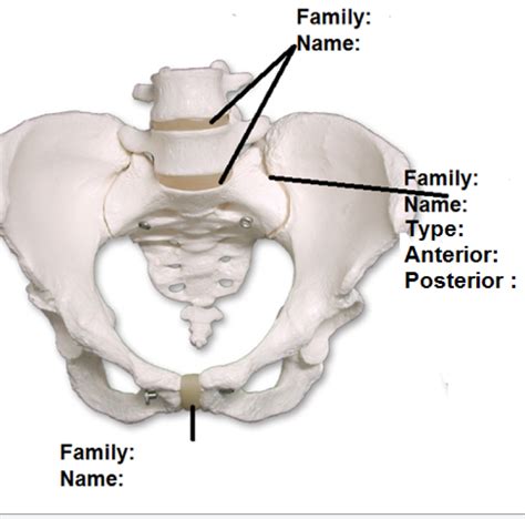 Pubic Bone Joint Diagram Quizlet