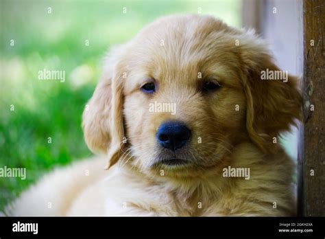 Purebred Golden Retriever Puppy Stock Photo - Alamy
