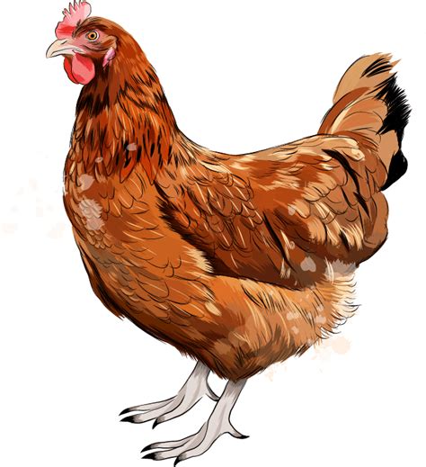 volailles de brenne vente de volailles  poules paulnay