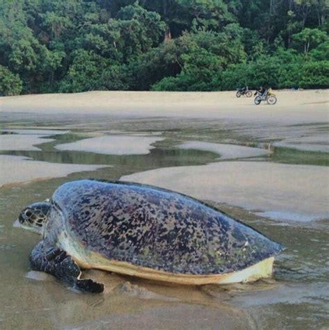 Pada Mulanya Pantai Sukamade Banyuwangi Asal Usulnya Ditemukan Oleh