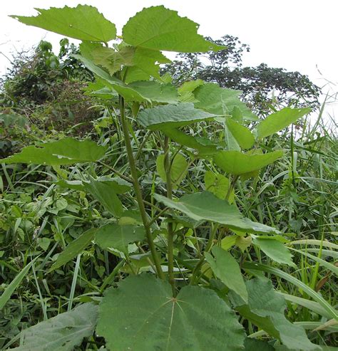 Triumfetta Cordifolia Images Useful Tropical Plants