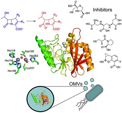 Metallo β lactamases in the Age of Multidrug Resistance From Structure