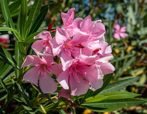 réglementer planche désinfectant laurier rose en pot quel engrais De