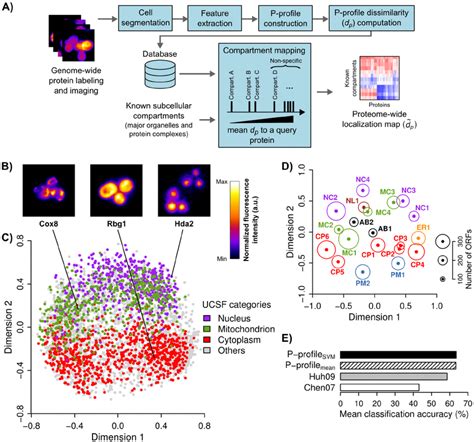 Construction Of Quantitative Protein Subcellular Localization Profiles