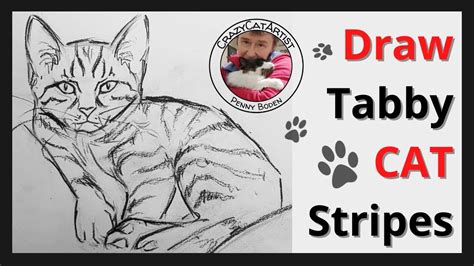 How To Draw Tabby Cat Stripes The Easy Way Cross Contour Sketching