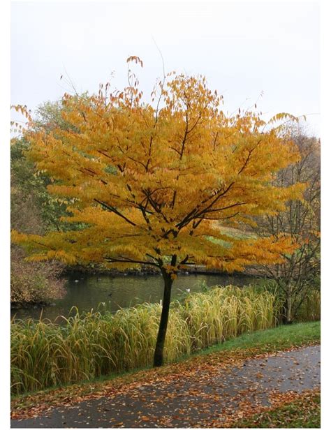 ZELKOVA serrata Orme de Sibérie