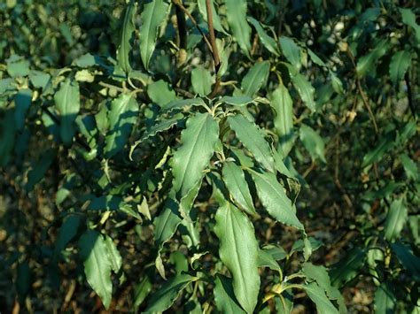 Laurel Leaved Rock Rose Cistus Laurifolius Growing Guides