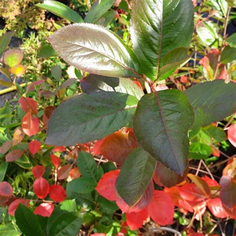 Aronia Prunifolia Viking