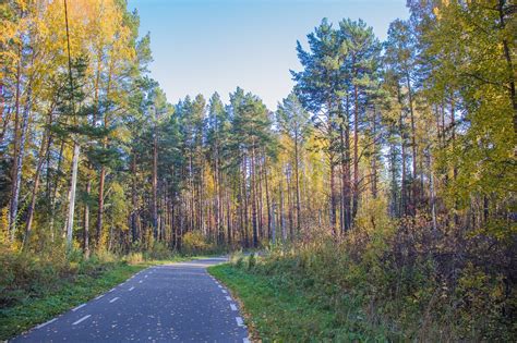 Route Des Arbres Forêt Photo gratuite sur Pixabay Pixabay