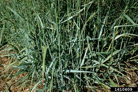 Switchgrass Panicum Virgatum