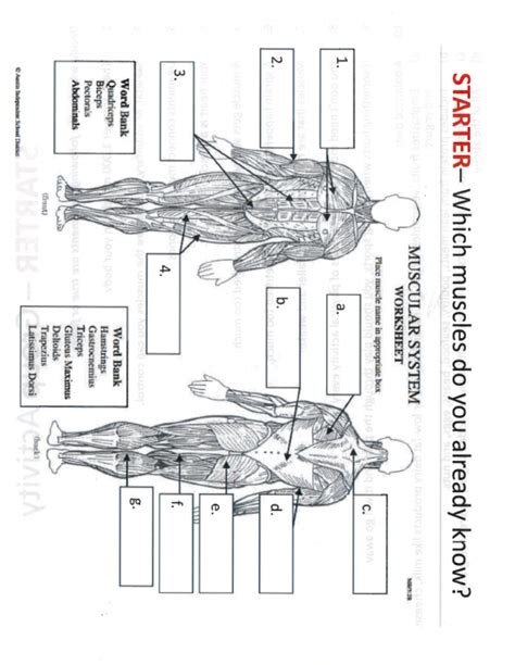 blank muscles worksheet