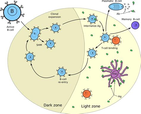 B Cell Activation Germinal Center