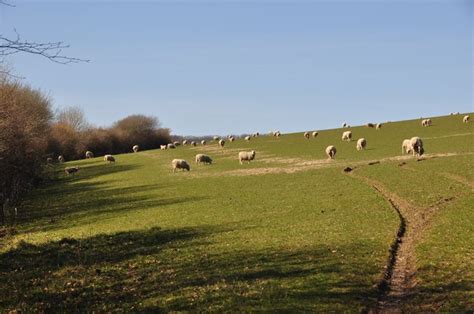 West Somerset Sheep Grazing Lewis Clarke Geograph Britain And