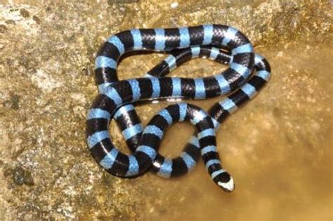 Exotic Venom Laticauda Laticaudata Blue Lipped Sea Krait