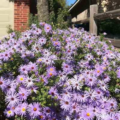 Fall Aster Steve Huddleston Low Res Neil Sperry S Gardens