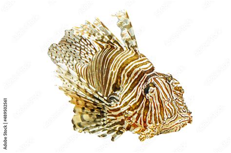 Close Up Of A Lionfish Isolated On White Background With Venomous Fins