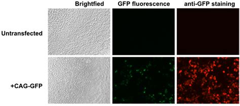 Addgene Antibody Data Hub Anti GFP N86 38 1R In