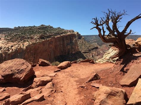 The Cassidy Arch Trail Is Well Marked Through This Section