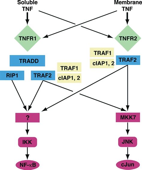 Tumor Necrosis Factor Cell