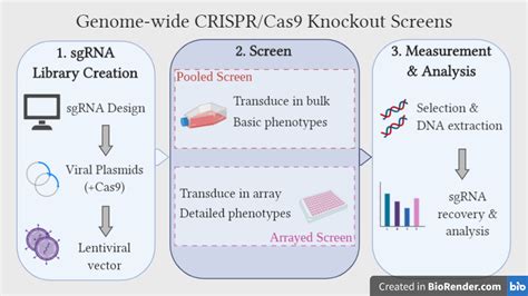 Genome Wide Crispr Cas9 Knockout Screens Wikiwand