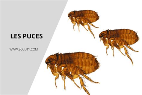 Problème De Puces Dans La Maison Home Alqu