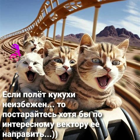 Котики