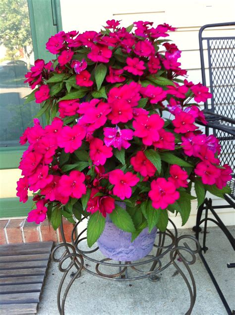 Neat Sunpatiens Hanging Baskets Trailing Periwinkle