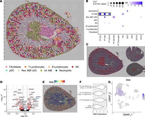 Colocalization Of Immune Clusters In The Cecal Ligation Puncture Model