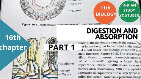 Ncert Class Th Biology Chapter Th Digestion And Absorption Part