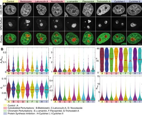 Nucleolar Dynamics And Interactions With Nucleoplasm In Living Cells