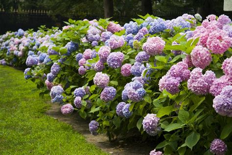 Flowering Shrubs that Grow in Shade