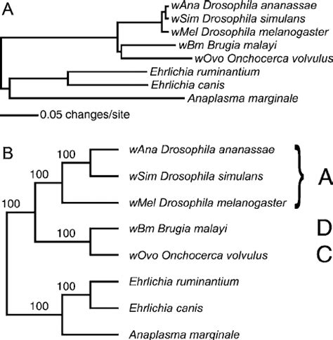 Wolbachia Relationships Inferred From Protein Coding Genes A