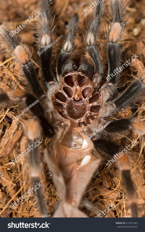 Mexican Redknee Tarantula Shedding Skin Brachypelma Stock Photo