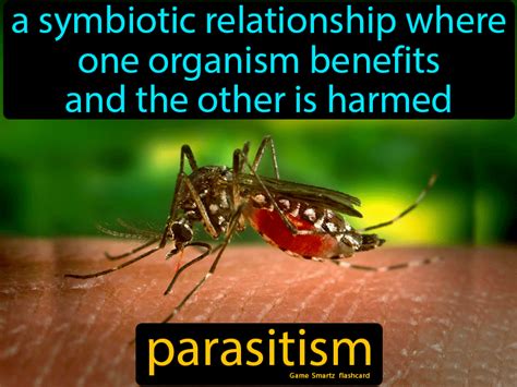 Discover the Intricate World of Parasitism